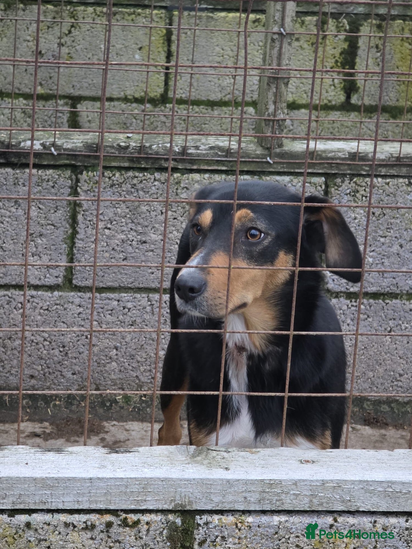 Mixed Breed dogs Border Collie x Huntaway - Advert 12