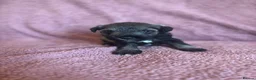 Miniature Schnauzer dogs for sale: Miniature schnauzer puppies  - Advert 27