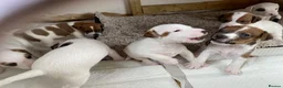 Jack Russell dogs for sale: 7 beautiful jack Russell puppies  - Advert 10