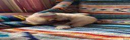 Chihuahua dogs for sale: Meet the Magnificent 7 - Advert 27