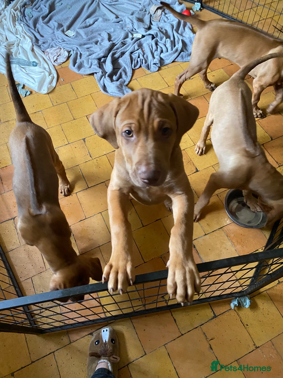 Rhodesian Ridgeback dogs for sale: LADYLIUWA KC REG. LITTER: LAST TWO PUPS FOR SALE in Grantham - Image 15