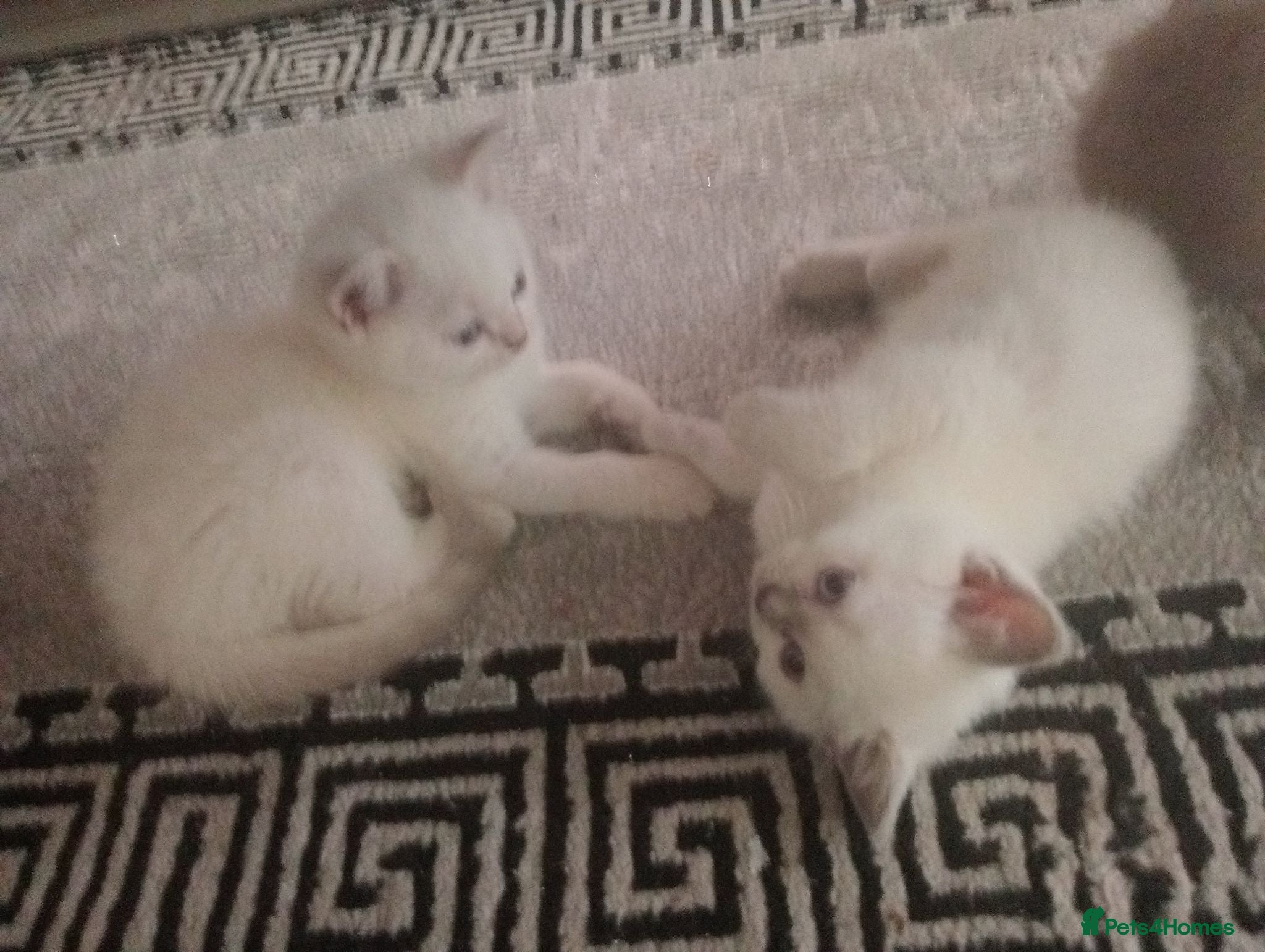 Ragdoll cats Beautiful Kittens They're Ready to go  - Advert 2