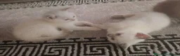 Ragdoll cats for sale: Beautiful Kittens They're Ready to go  in Renfrew - Advert 1