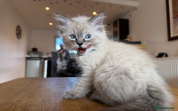 Ragdoll cats for sale: Ragdoll Kittens for Sale - Image 25