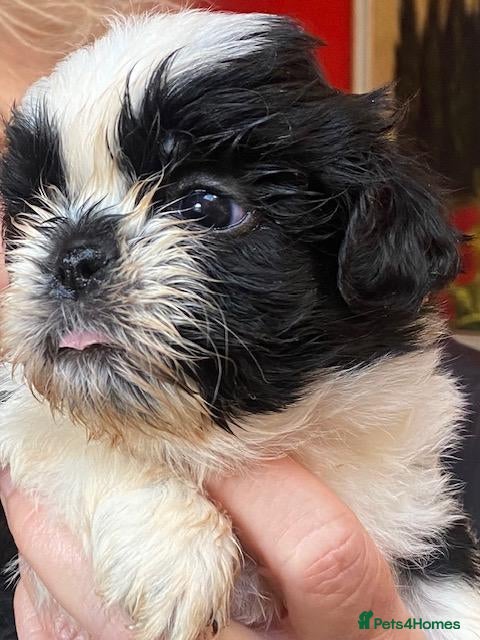 Shih Tzu dogs Pure bred KC reg pedigree shih szu puppies - Advert 2