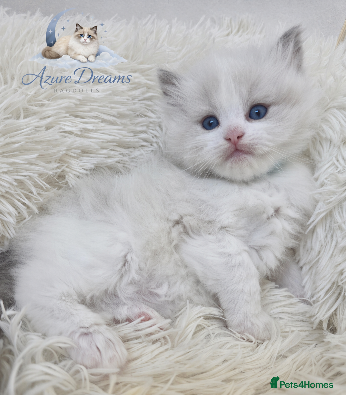 Ragdoll cats GCCF registered Ragdoll kittens  - Advert 2