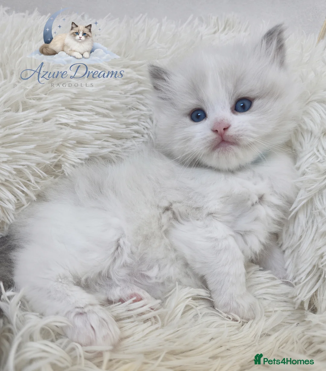 Ragdoll cats for sale: GCCF registered Ragdoll kittens  - Advert 1