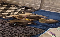 Frug dogs for sale: 6 beautiful frug puppies.  - Image 19