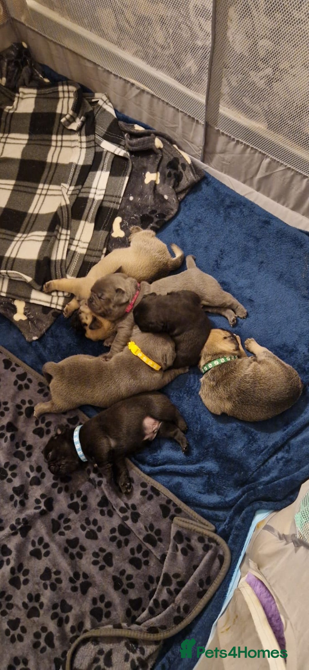 Frug dogs for sale: 6 beautiful frug puppies.  - Image 19