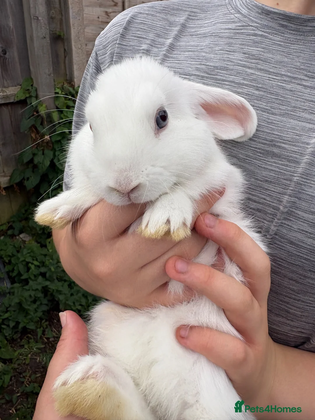 Mini Lop rabbits for sale: Mini lops for sale - Advert 2