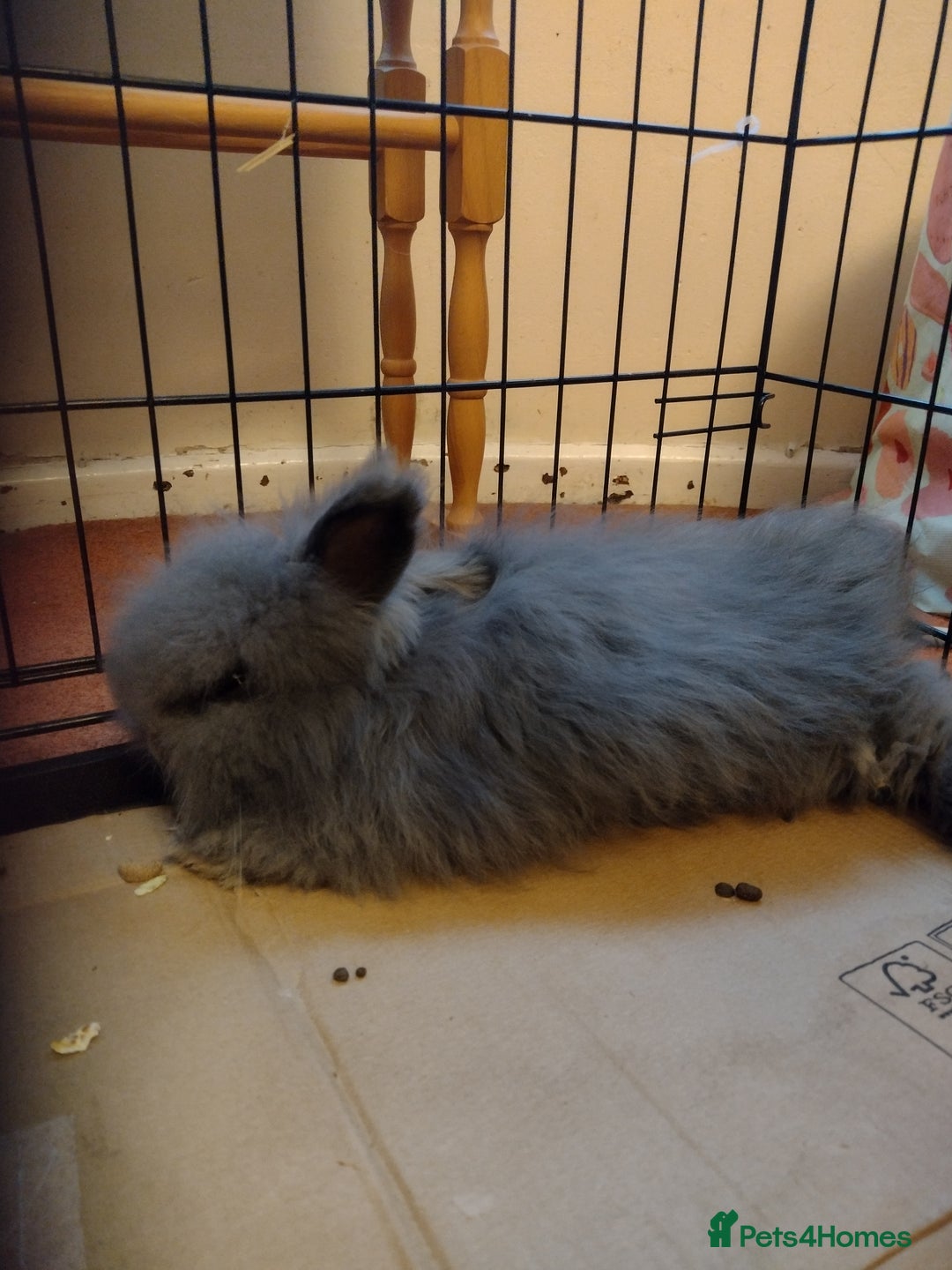 Angora rabbits for sale: Full Face Baby Blue Angora Doe - Image 4