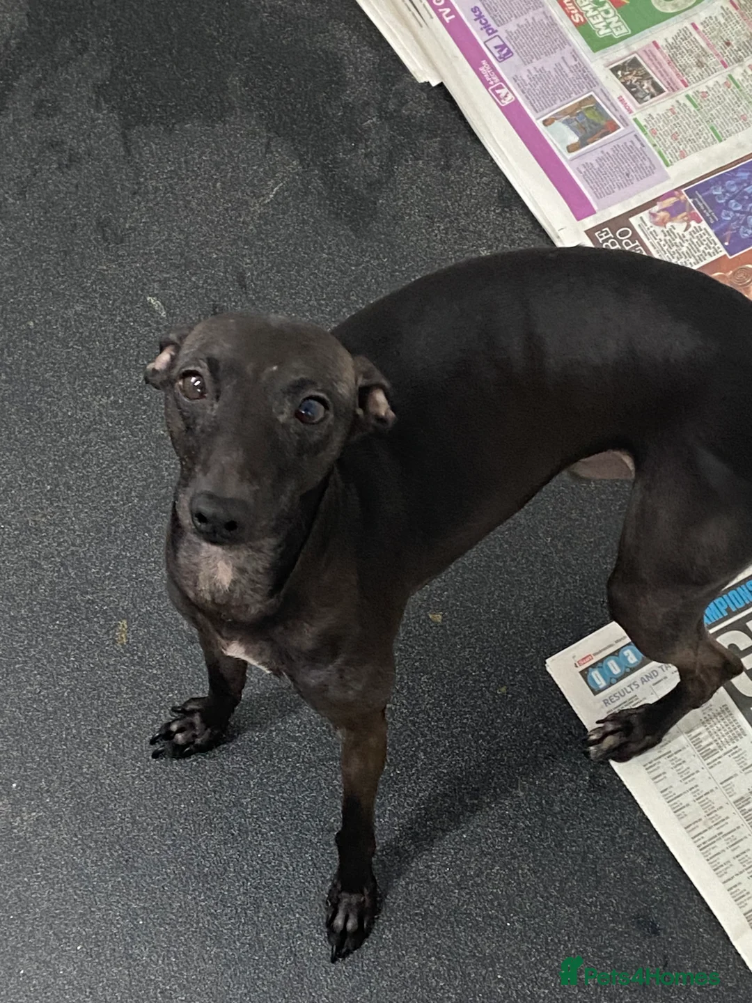 Italian Greyhound dogs for sale: Beautiful Italian Greyhound Puppies - Advert 29