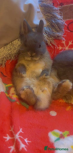 Gallery Image {{count}}