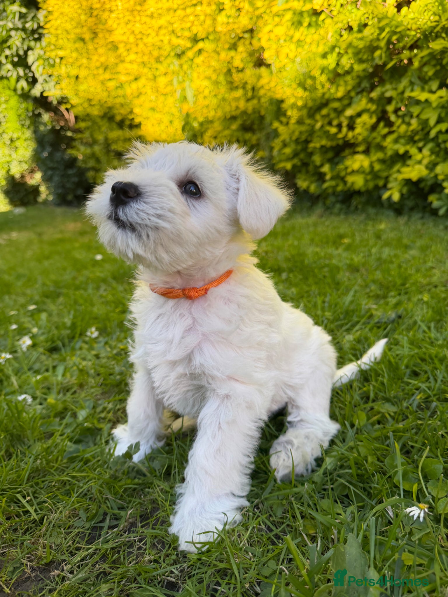 Miniature Schnauzer dogs for sale: Available: 🐾 3 Girls 🐾 2 Boys - Advert 29
