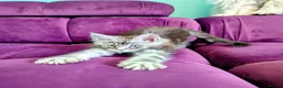Maine Coon cats for sale: Pedigreed Maine Coon kittens - Advert 9