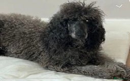 Poodle dogs for sale: Miniature silver poodle 3 years  - Advert 6