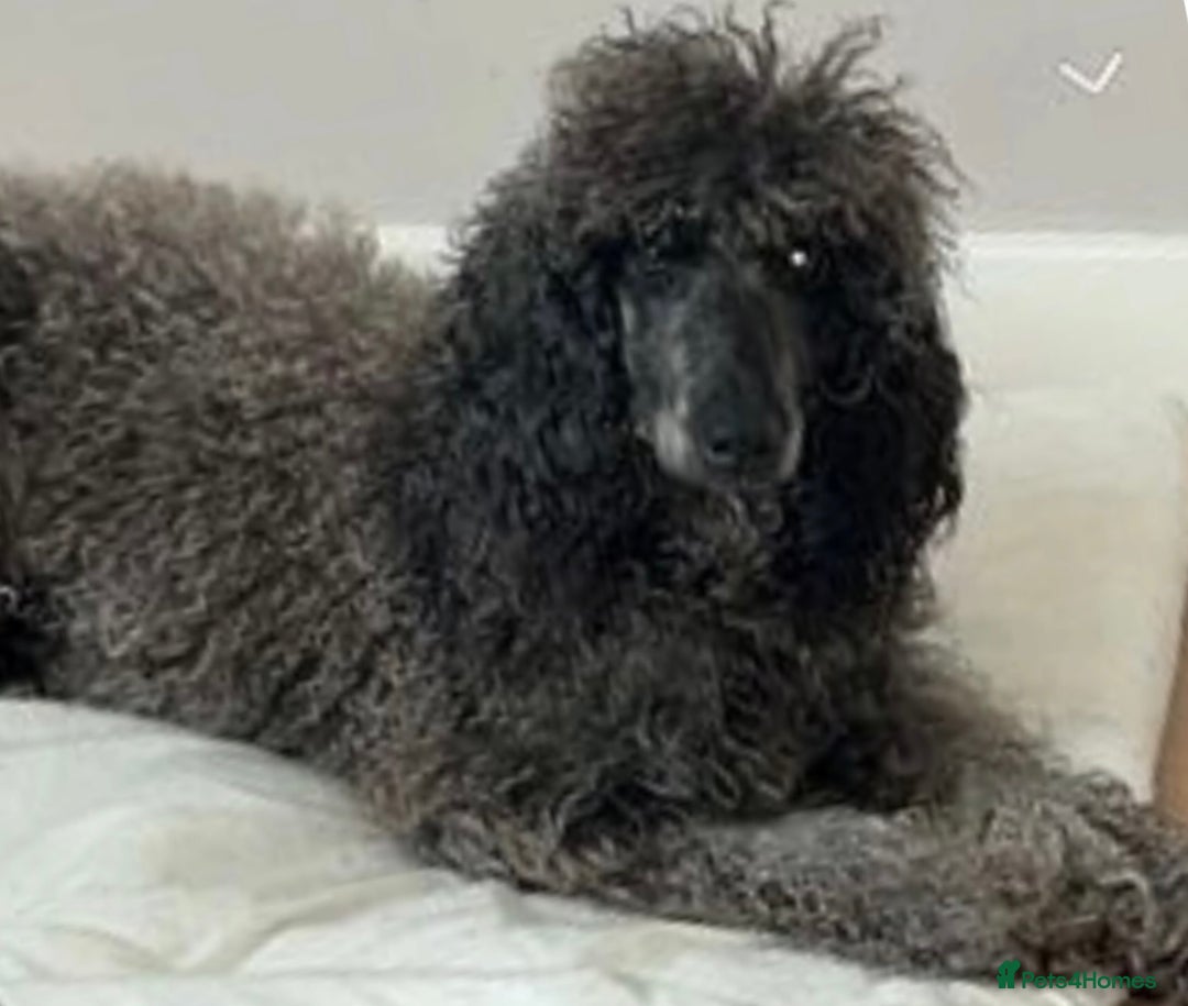 Poodle dogs for sale: Miniature silver poodle 3 years  - Advert 6
