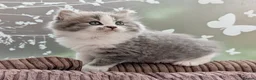 Mixed Breed cats for sale: Beautiful BSHxPersian kittens - Advert 15