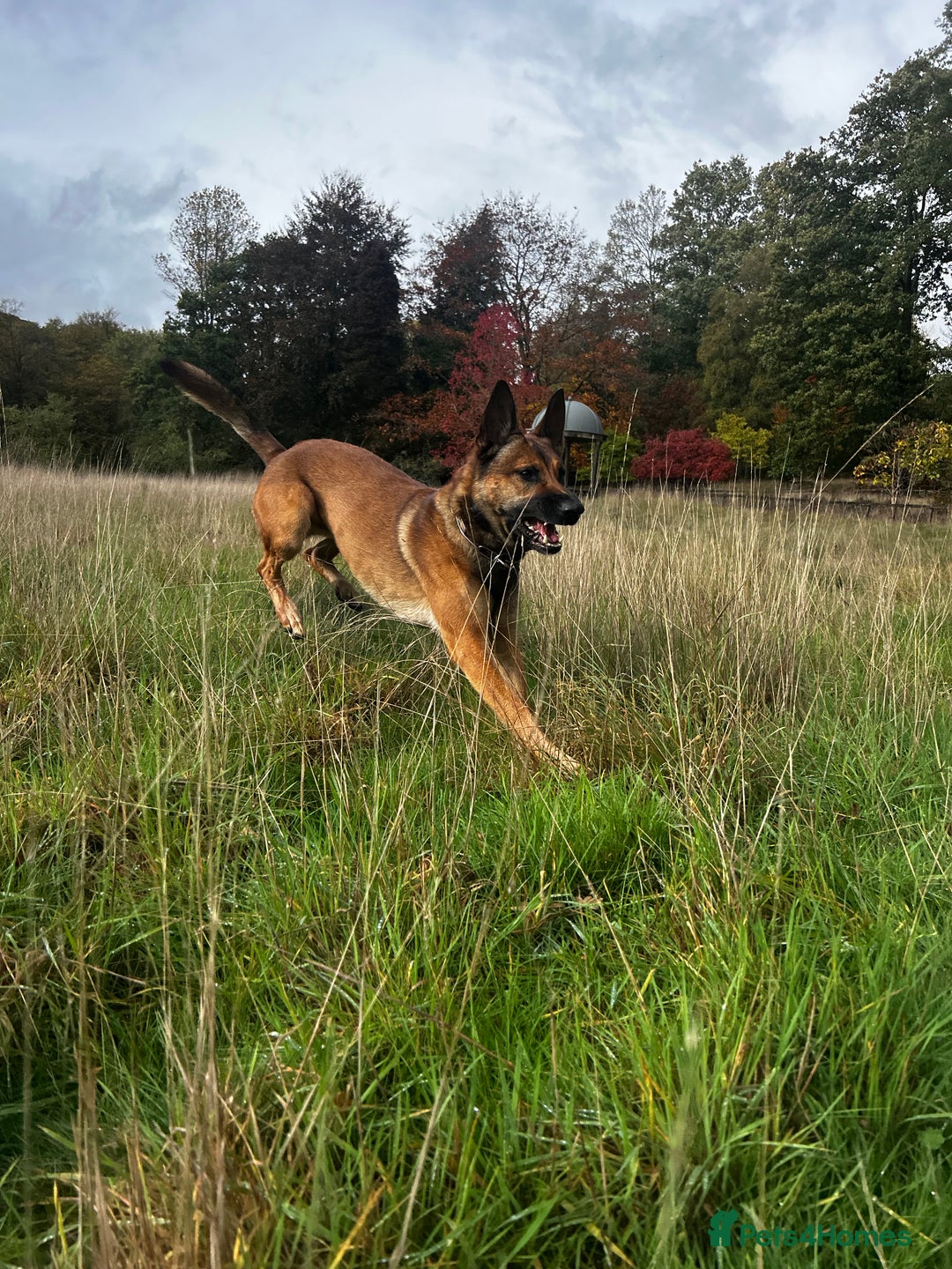 Mixed Breed dogs for sale: Stunning Border Collie x Belgian Malinois Puppies - Advert 11