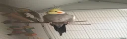 Cockatiels birds for sale: Bonded Pair of Cockatiels – Male & Female in Southall - Advert 2