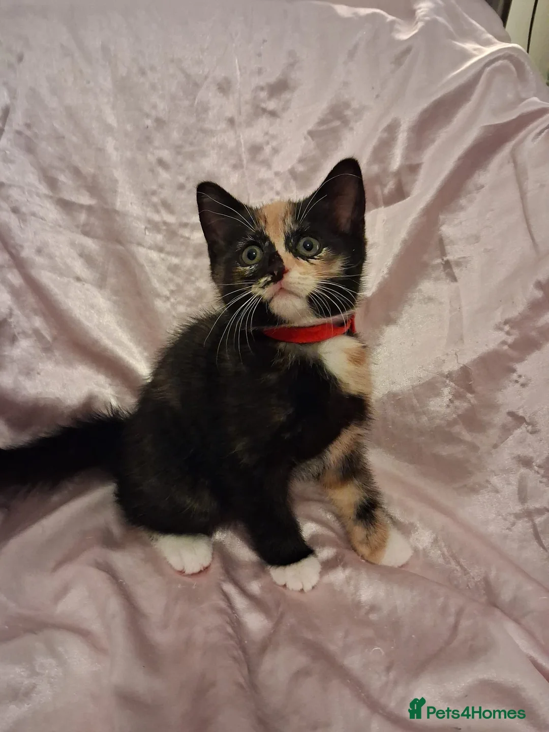 Mixed Breed cats for sale: Gorgeous kittens Ready to leave  🧡 in Colchester - Advert 2