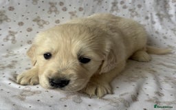 Golden Retriever dogs for sale: Golden Retriever Puppies 🐶🤍 - Image 12