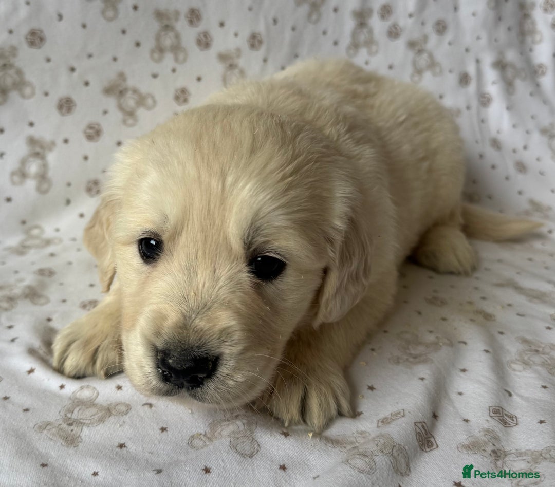 Golden Retriever dogs for sale: Golden Retriever Puppies 🐶🤍 - Image 12