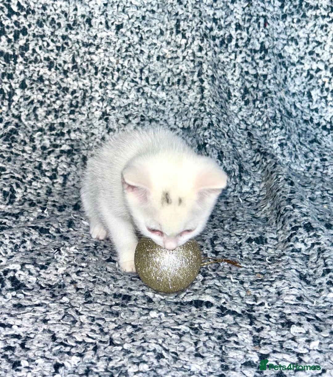 Turkish Angora cats for sale: X2 Turkish Angora Kittens - ready to leave! - Advert 2