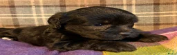 Mixed Breed dogs for sale: Stunning Doodle Puppies  - Advert 8