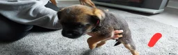 Border Terrier dogs for sale: Border terrier pups - Advert 3