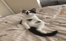 British Shorthair cats for sale: Female 8 weeks kitten black and whiteshorthair  - Image 6