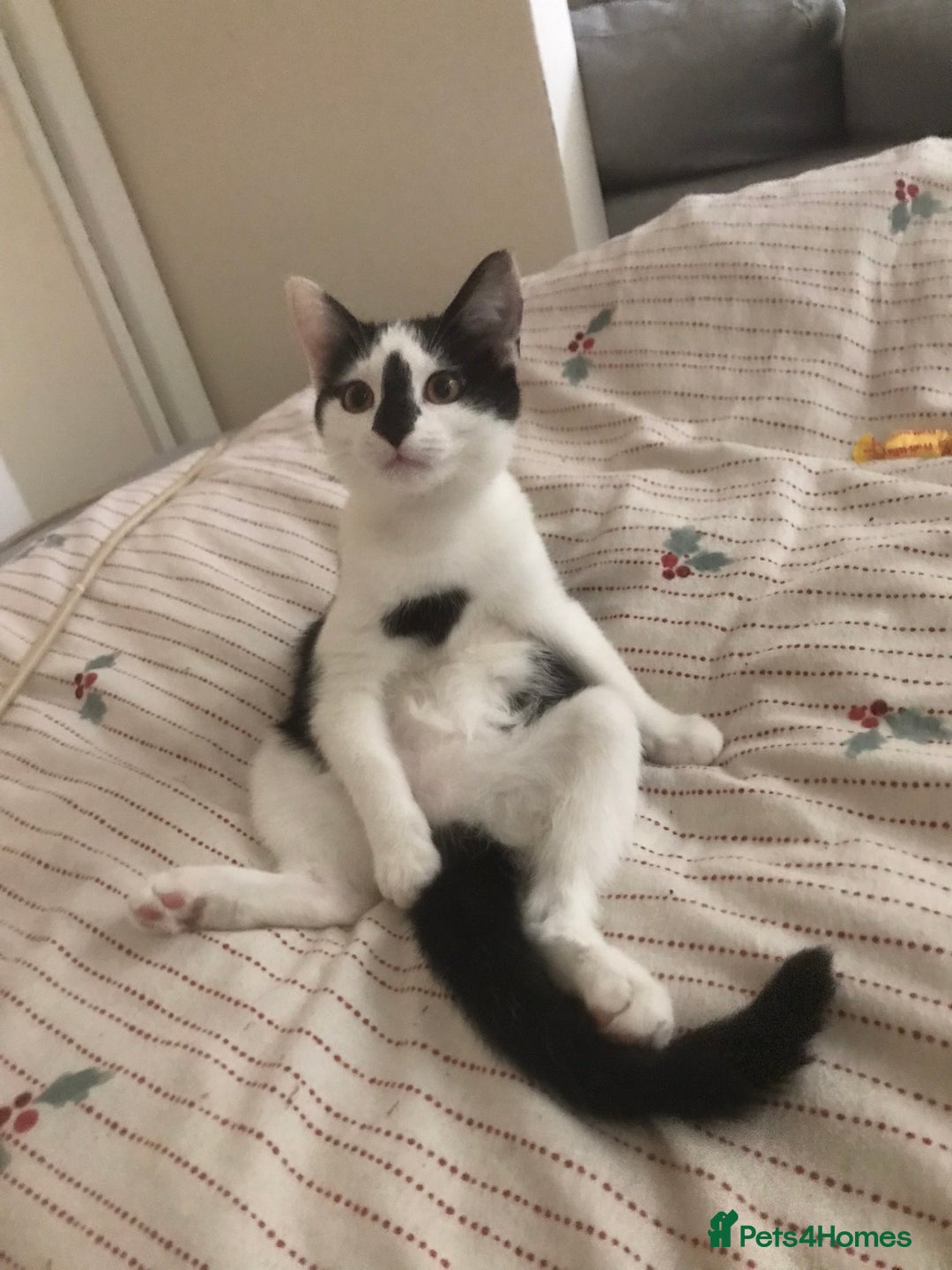 British Shorthair cats for sale: Female 8 weeks kitten black and whiteshorthair  - Image 6