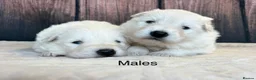 Mixed Breed dogs for sale: KC White Swiss Shepherd X KC German Shepherd Pups - Advert 5