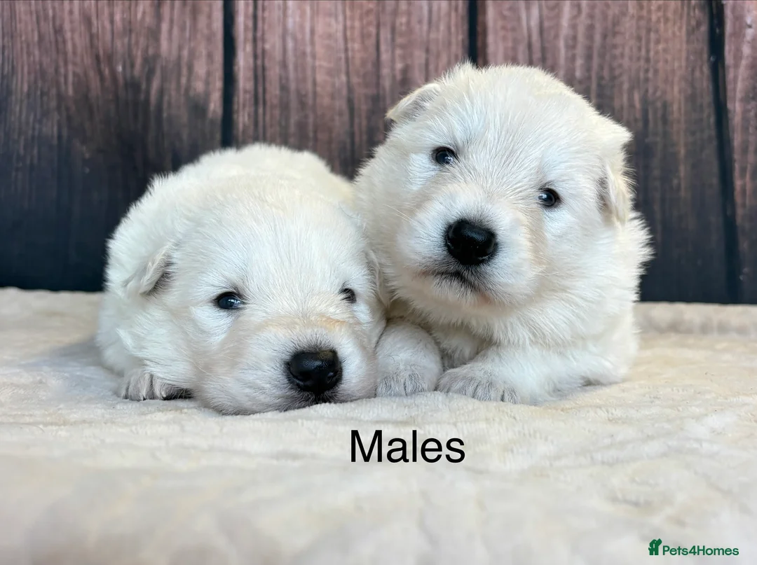 Mixed Breed dogs for sale: KC White Swiss Shepherd X KC German Shepherd Pups - Advert 5
