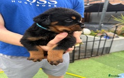 Rottweiler dogs for sale: Rottweiler puppies  - Image 9