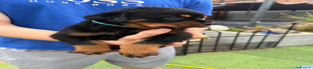 Rottweiler Puppy 2