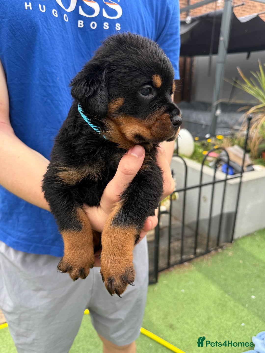 Rottweiler dogs for sale: Rottweiler puppies  - Image 9