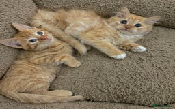 Mixed Breed cats for sale: GORGEOUS X SIBERIAN KITTENS  - Image 10