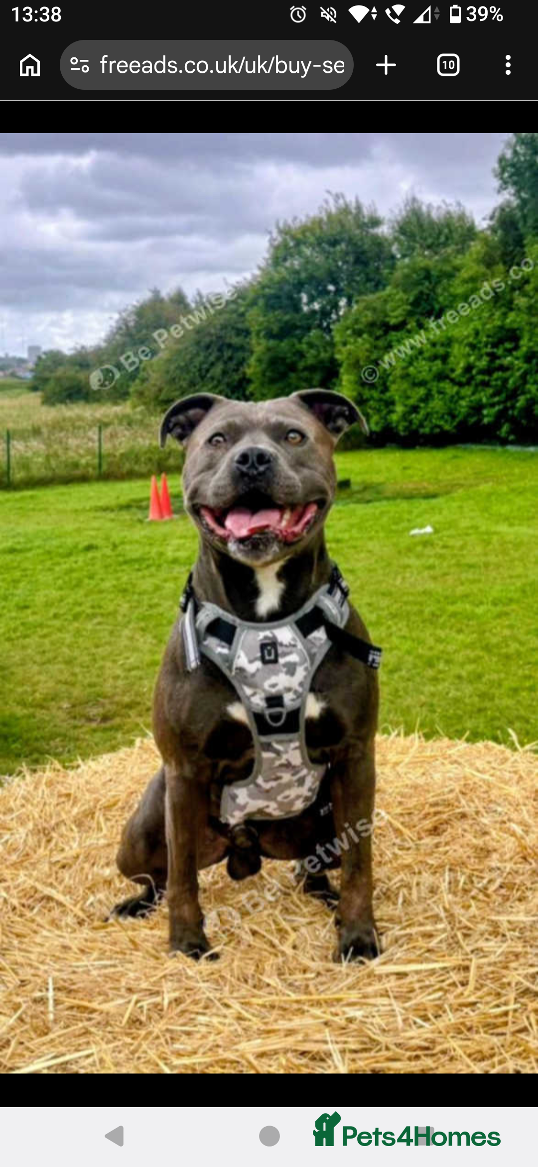 Staffordshire Bull Terrier dogs Blue Staffordshire bull terrier for stud - Advert 19