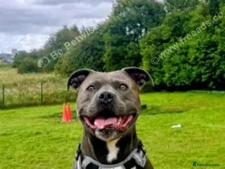 Staffordshire Bull Terrier dogs Blue Staffordshire bull terrier for stud - Advert 19