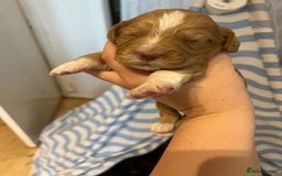 Cocker Spaniel dogs for sale: Cocker spaniel puppies - Image 7