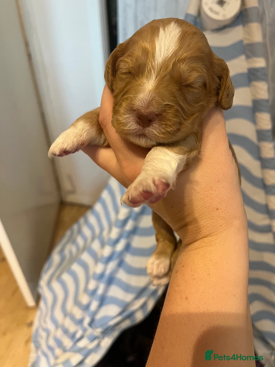 Cocker Spaniel dogs for sale: Cocker spaniel puppies - Image 7