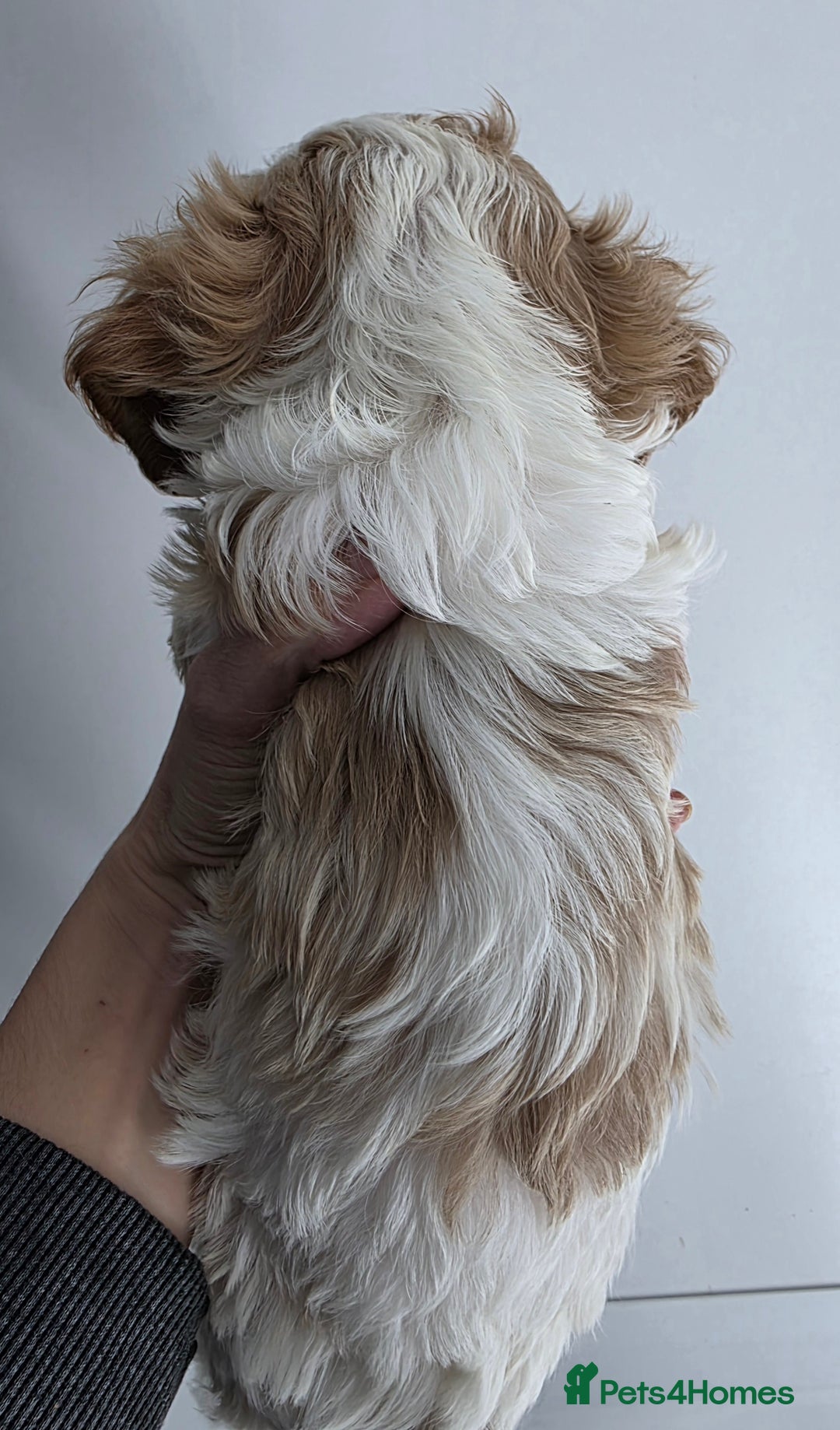 Cavapoo dogs for sale: Stunning f1 cavapoos  - Advert 6