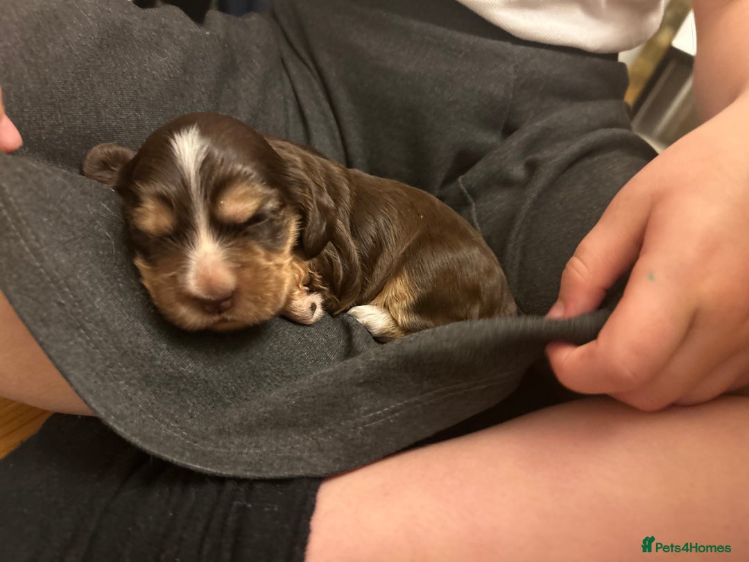 Cocker Spaniel dogs for sale: ⭐ Sable Show Cocker Spaniels ⭐  - Advert 9