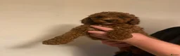 Cavapoo dogs for sale: Beautiful Cavapoo Puppies in Cardiff - Advert 4