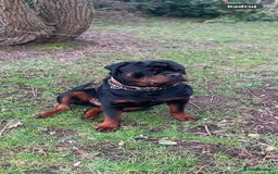 Rottweiler dogs for sale: Rottweiler puppies  - Image 1