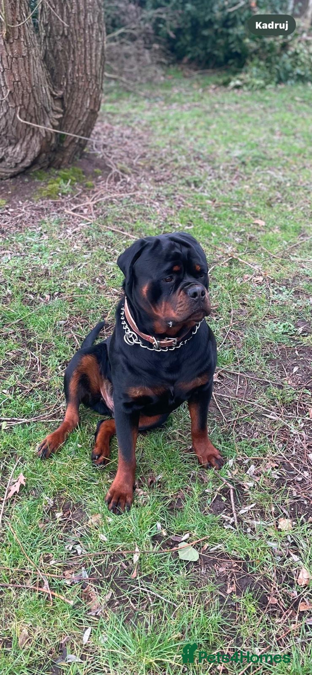 Rottweiler dogs for sale: Rottweiler puppies  - Image 1