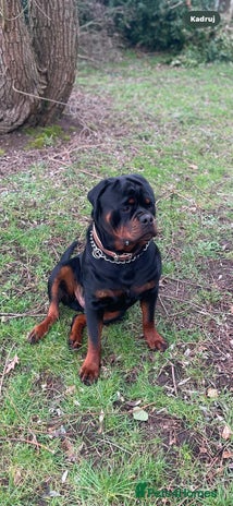 Rottweiler dogs - Advert 2