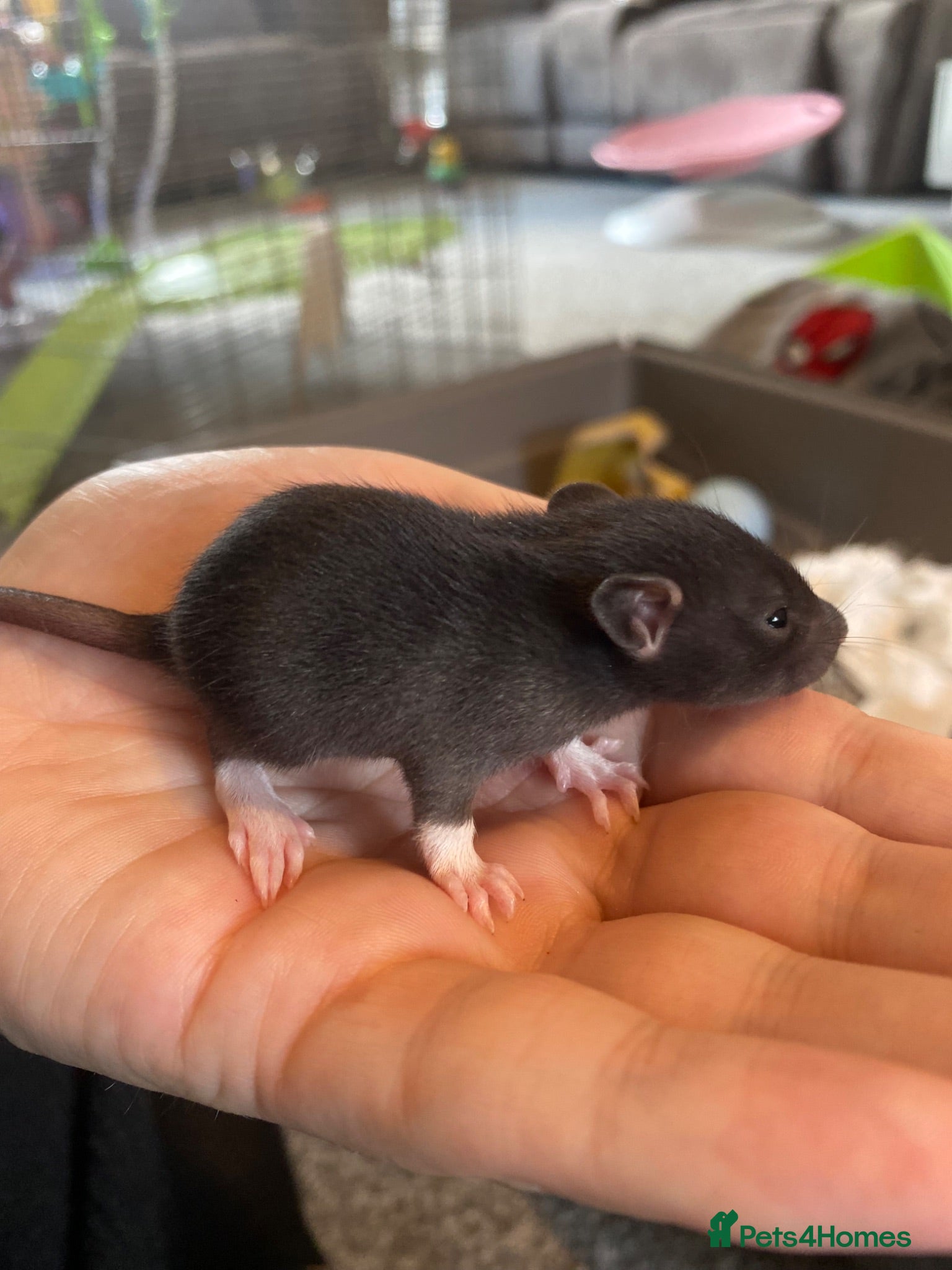 Rat rodents Baby dumbo rats ready end of July   - Advert 19