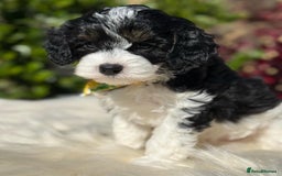 Cavapoo dogs for sale: Beautiful, mini Cavapoo Puppies - Image 2